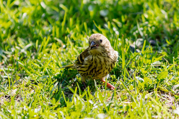 A chick (fledged) of a greenfinch bird sits in the grass basking in the summer sun.