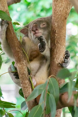 Cute Wild Koala munching leaves and sleeping on eucalyptus tree branches in a natural habitat during daylight hours in Australia. Wildlife Moment. Animal in Nature Close up.