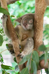 Cute Wild Koala munching leaves and sleeping on eucalyptus tree branches in a natural habitat during daylight hours in Australia. Wildlife Moment. Animal in Nature Close up.