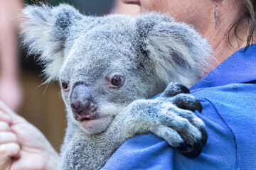 Charming Koala Resting in Caregiver’s Arms. Authentic Wildlife Moments from Australia’s...