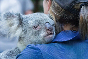 Charming Koala Resting in Caregiver’s Arms. Authentic Wildlife Moments from Australia’s...