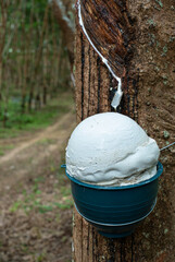 Ratax cup lump para rubber in cups waiting to be harvested
