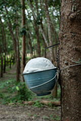 Ratax cup lump para rubber in cups waiting to be harvested