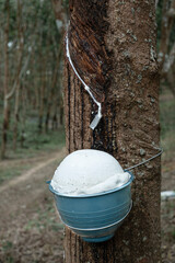 Ratax cup lump para rubber in cups waiting to be harvested