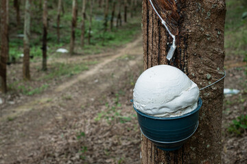 Ratax cup lump para rubber in cups waiting to be harvested