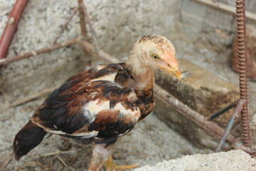 A vibrant, high-contrast close-up of a young Aseel chick showcasing its distinct black and red plumage