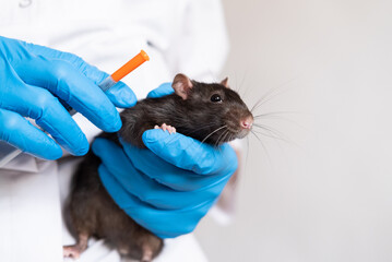 veterinarian hold the pet rat. On white background with copy space