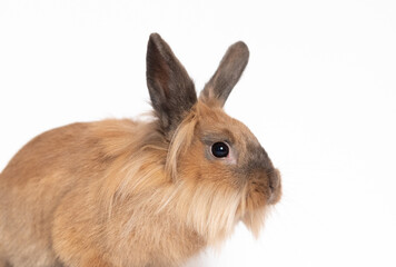 Little dwarf rabbit isolated on white