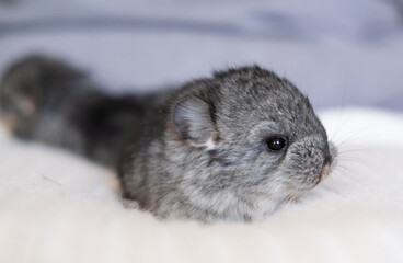 Chinchilla baby on the hand