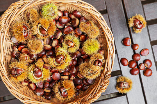 Sweet chestnut harvest in a wicker basket on a wooden table outdoors