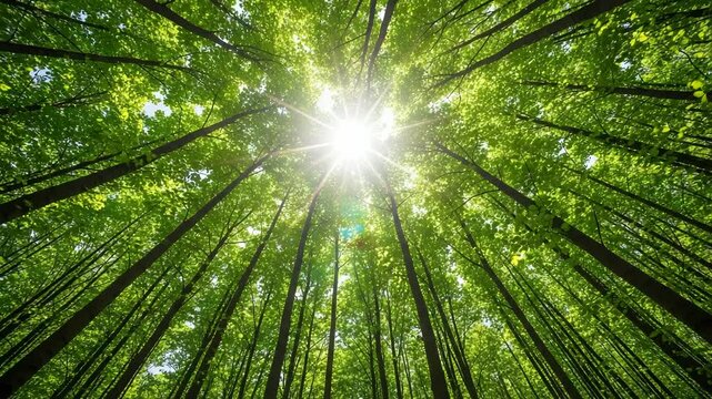 Sunlight streams through the canopy of tall green trees in a lush forest
