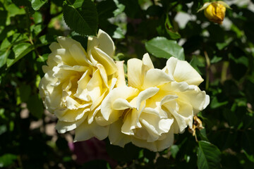 blume weiß gelb rose