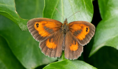 a meadow brown butterfly, Maniola jurtina, on a green leaf