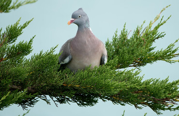 a common wood pigeon, Columba palumbus, sitting on a conifer branch
