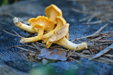  Fresh golden chanterelles on tree stump