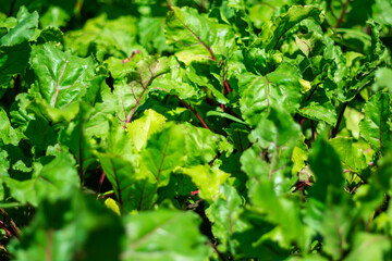 Green juicy leaves of red beetroot are a storehouse of useful nutrients for human health.