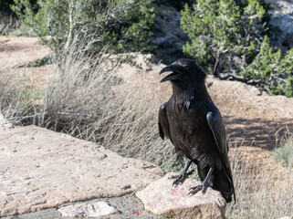 Common Raven on the south rim of The Grand Canyon, Arizona, USA