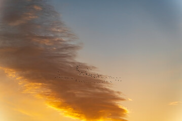 夕焼け空を飛ぶ鳥の群れ