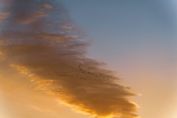 夕焼け空を飛ぶ鳥の群れ
