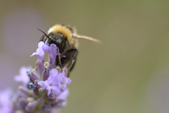 Bee Collecting Pollen On Lavender