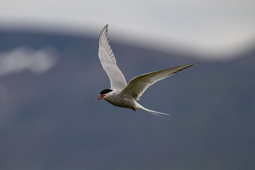 Arctic tern