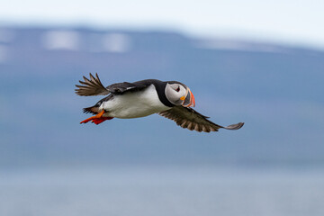 Puffins 