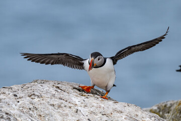 Puffins 