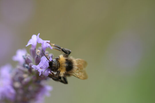 Bee On Summer Lavender