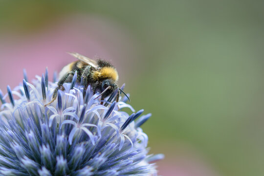 Bee Collecting Pollen From Sea Holly