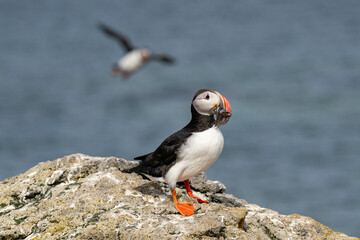 Puffins 