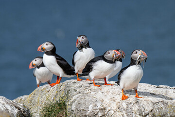 Fototapeta premium Puffins 