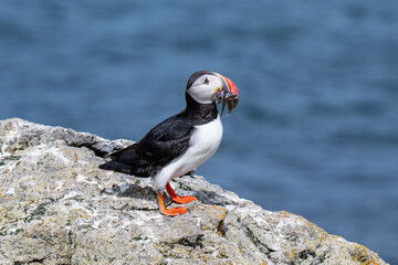 Puffins 