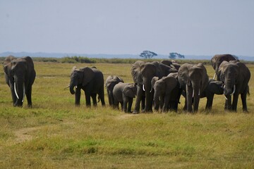 Migrating elephant herd in Amboseli