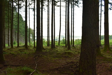 trees in the woods