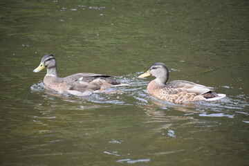 duck and ducklings
