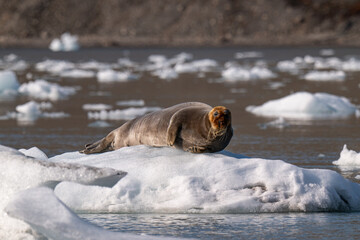 Naklejka premium Bearded seal in the Arctic