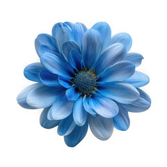 Fototapeta premium Close up of a vibrant blue dahlia flower with intricate petals and a detailed center isolated on transparent background