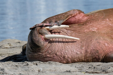 Walruses in the Arctic