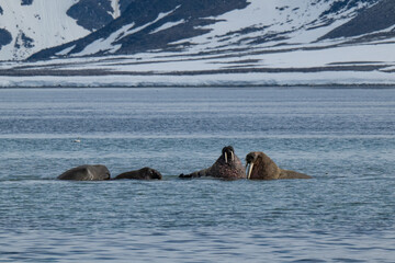 Walruses in the Arctic