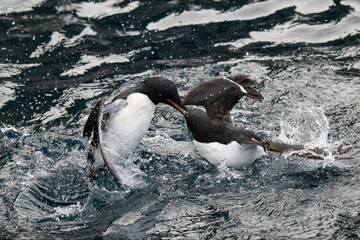 Obraz premium Birds and bird cliffs in the Arctic