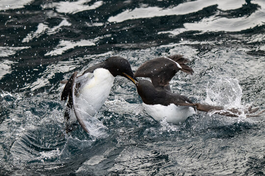 Birds and bird cliffs in the Arctic