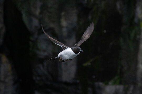 Birds and bird cliffs in the Arctic