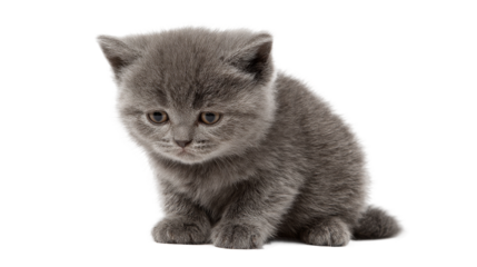 Kitty of grey color is sitting down on the transparent background