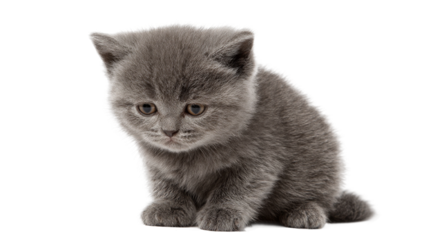 Kitty of grey color is sitting down on the transparent background