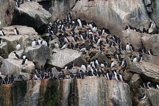 Birds and bird cliffs in the Arctic