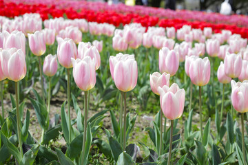 Field of blooming tulips under natural sunlight.