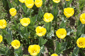 Field of blooming tulips under natural sunlight.