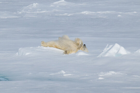 Polar bears in the Arctic