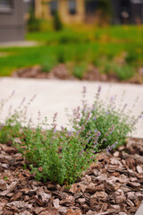 herb garden with lavender plants surrounded by mulch, highlighting sustainable landscaping. ideal for eco-friendly gardening and outdoor design inspiration in natural settings