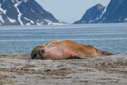 Walruses in the Arctic